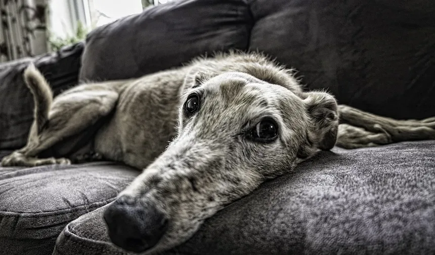 16 Raças de Cães Doodle: Guia Completo com Características