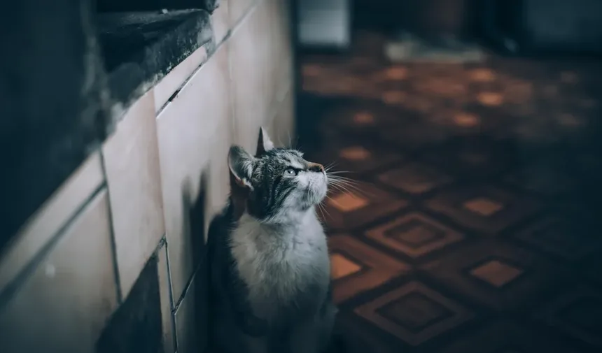 5 Dicas Essenciais de Alimentação para Cães Idosos que Você Precisa Saber