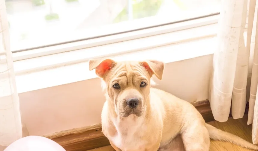 6 Dicas Infalíveis para Rejuvenescer Seu Cão Idoso
