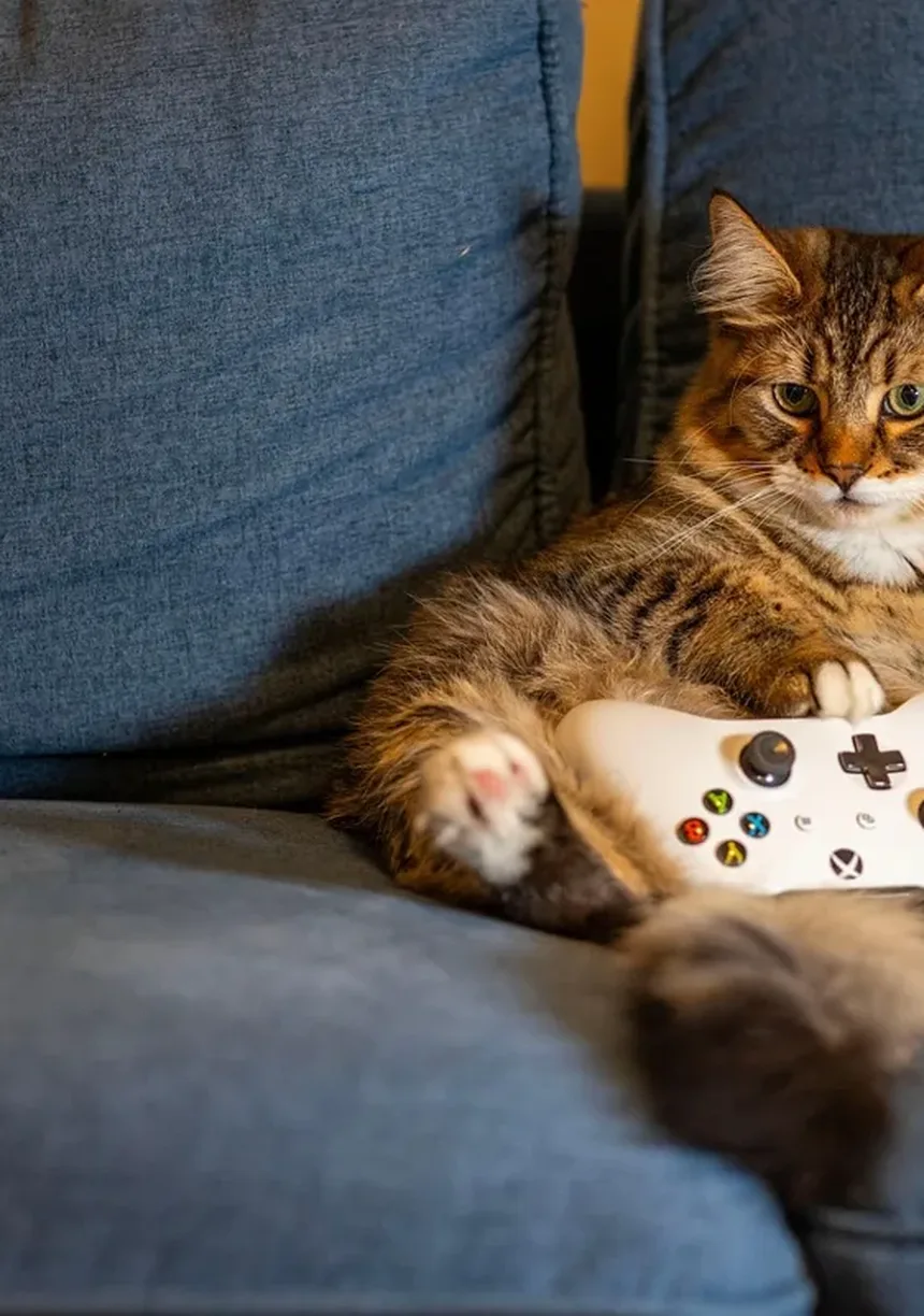 Seu Gato Está Lambendo Demais? Descubra as Causas e Soluções!