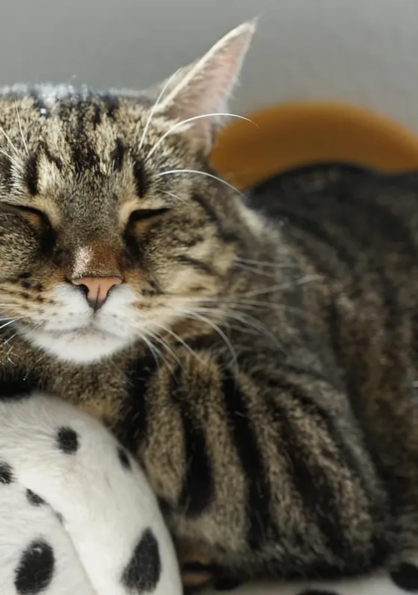 Vômito Crônico em Gatos: Sinais, Causas e O Que Fazer