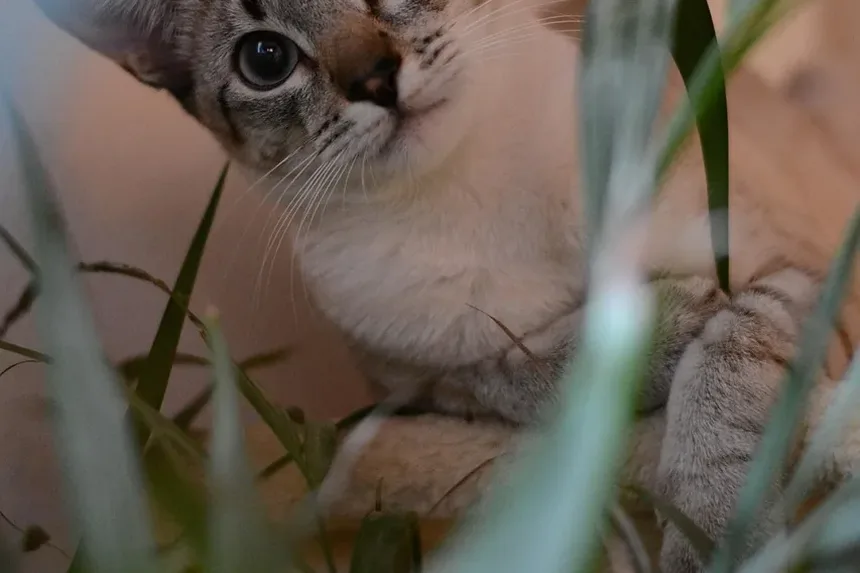 Os Gatos Sentem Vergonha? Descubra a Verdade por Trás Comportamentos