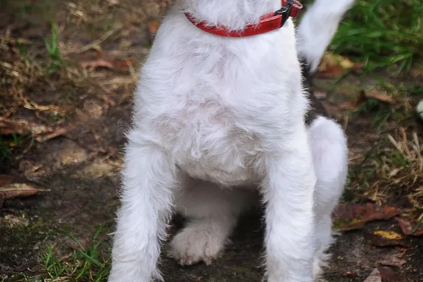 Como Parar um Cão de Latir à Noite?