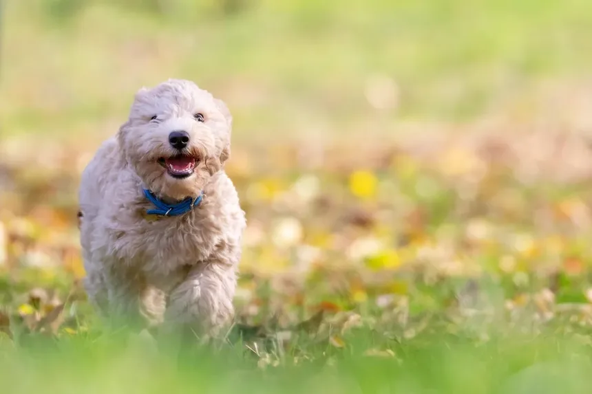 Como Resolver Problemas Comportamentais em Animais de Estimação