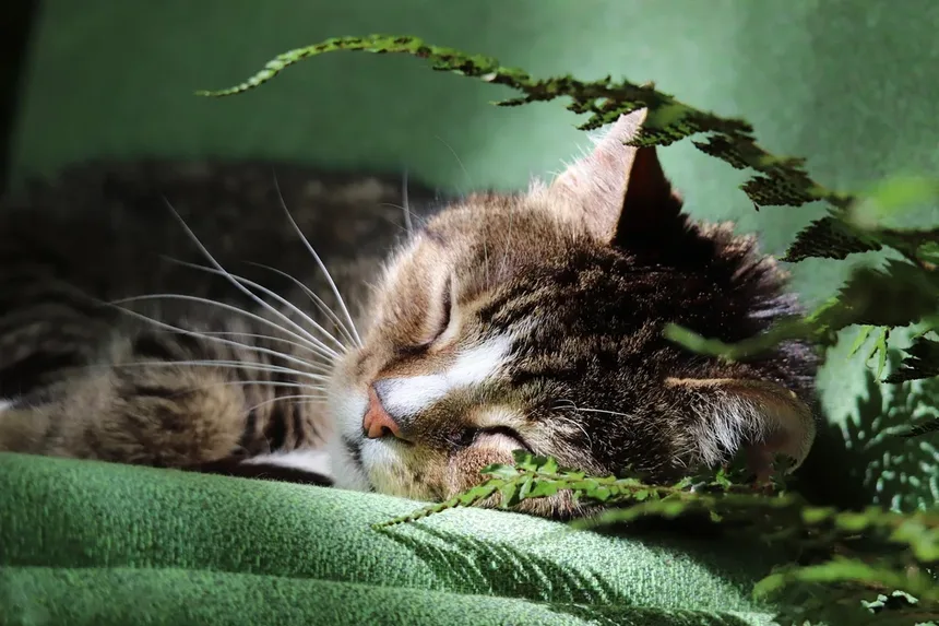 Como Entender a Linguagem Corporal do Seu Gato: 7 Sinais que Você Não Pode Ignorar