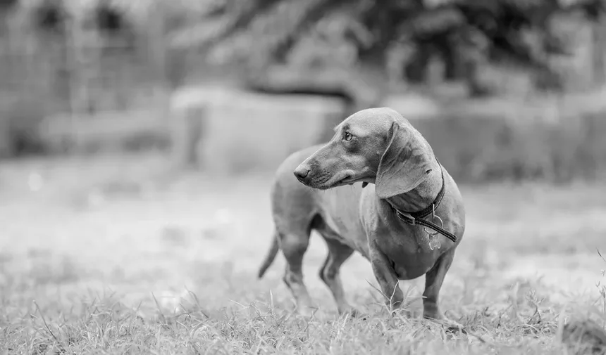 Mirtazapina para Cães: Como Funciona e Quando Usar