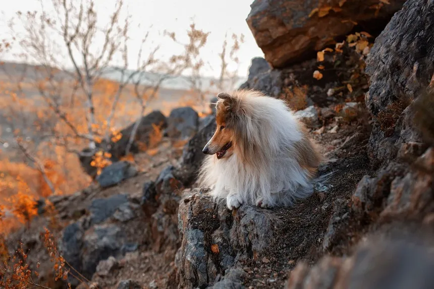 Gerenciamento da Dor em Cães e Gatos: Um Guia Abrangente