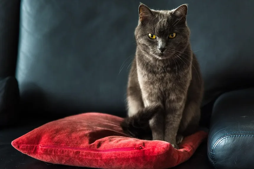 Tritrichomonas Fetus em Gatos: Sintomas, Tratamento e Prevenção