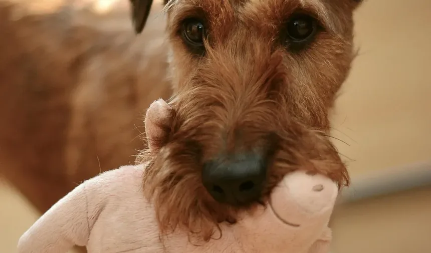 O Que Cães Idosos Precisam em Sua Dieta? Tudo o Que Você Precisa Saber