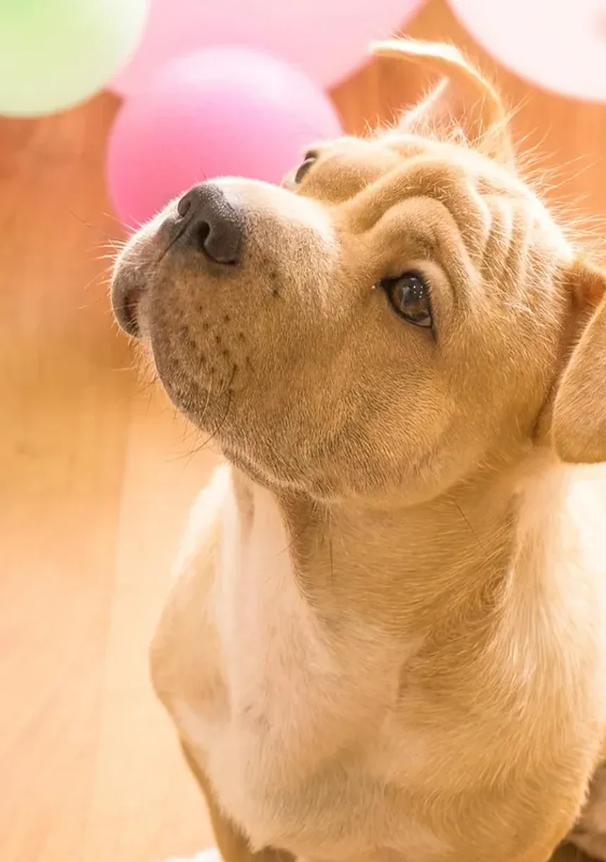 O Que É uma Dieta para Cães Idosos? O Que Alimentar Seu Cão Mais Velho