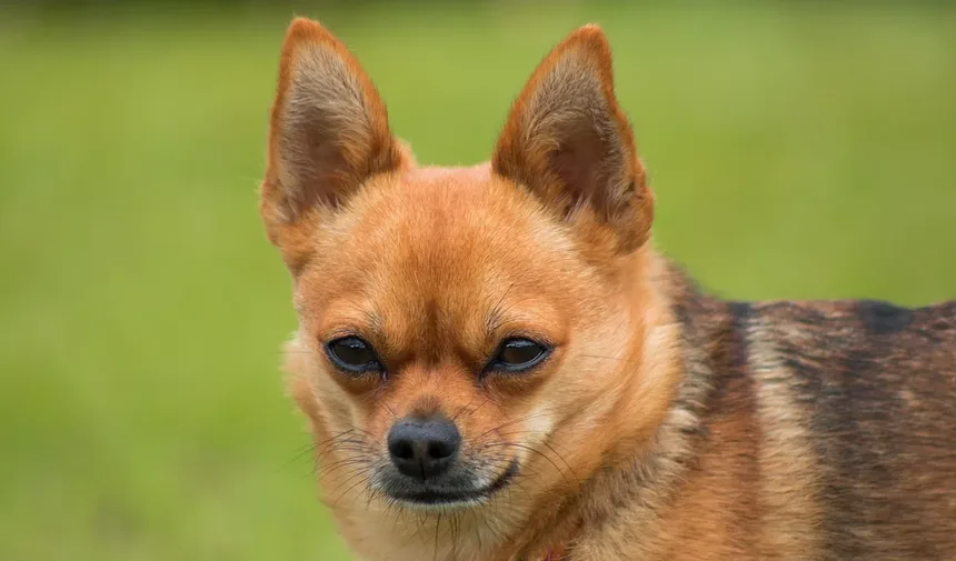 O Que É uma Dieta para Cães Idosos? O Que Alimentar Seu Cão Mais Velho