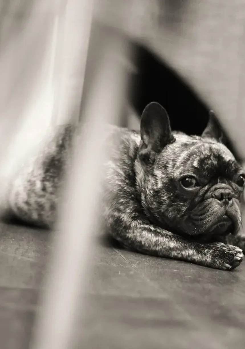 Por Que Meu Cachorro Late à Noite?