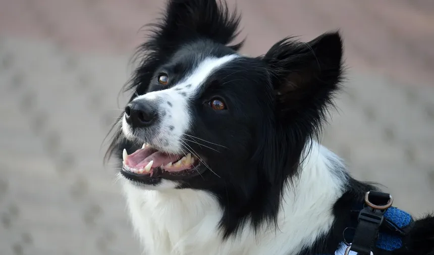 Por Que Meu Cachorro Late à Noite?